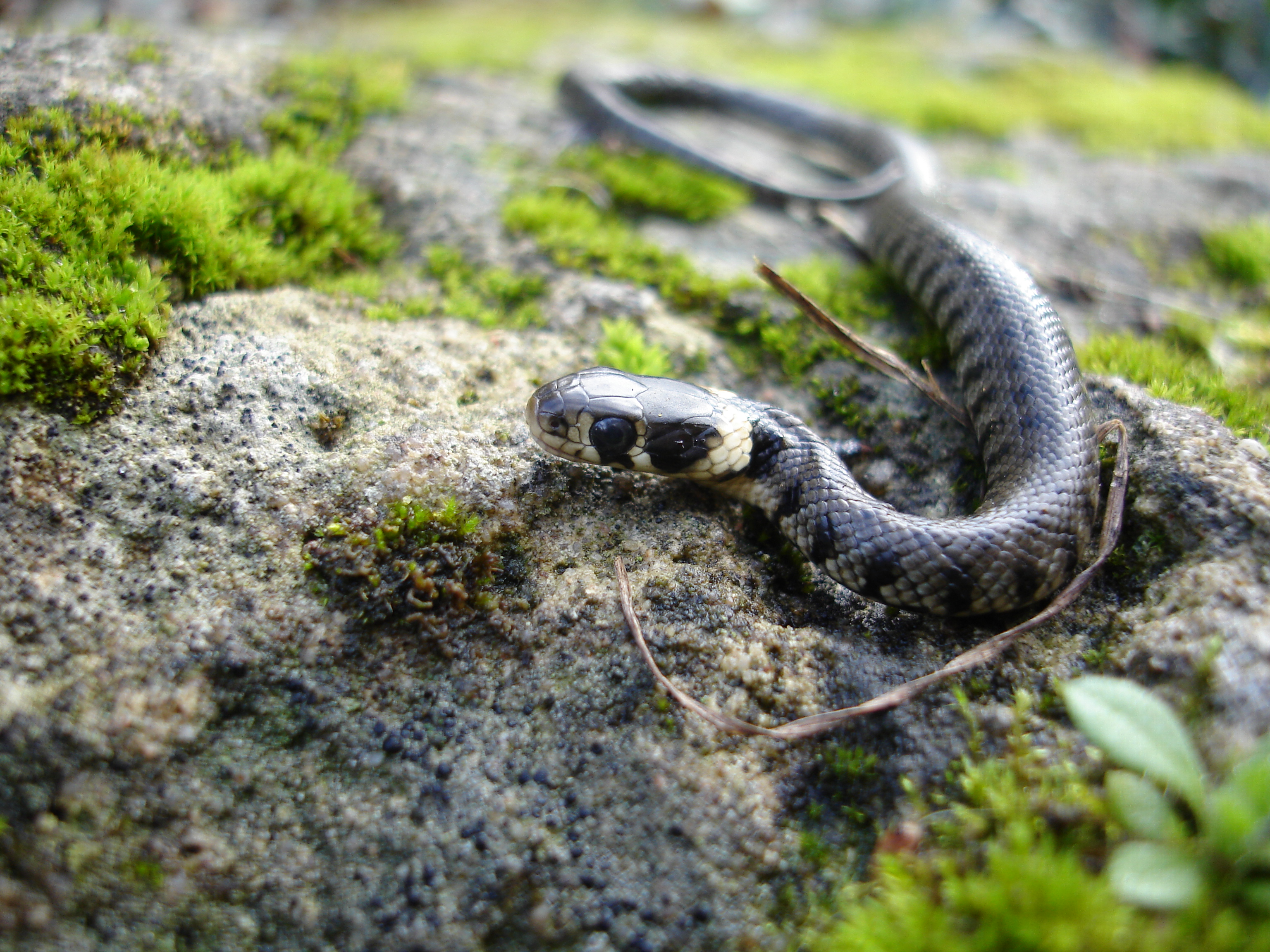 Aidons les reptiles dans nos jardins !